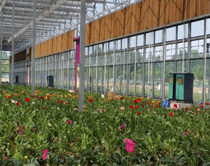 佛山夢里水鄉百花園2萬平方花卉大棚噴霧降溫系統